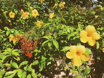 Close-up of yellow flowers blooming outdoors
