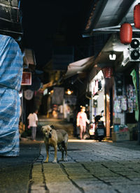 Dog walking on street in city