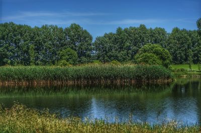 Scenic view of lake against trees