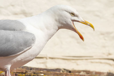 Portrait of a seagull squawking