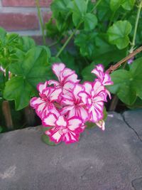 Close-up of pink flowering plant