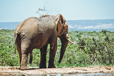 African big elephant, loxodonta africana, in savannah bush in addo national park, south africa