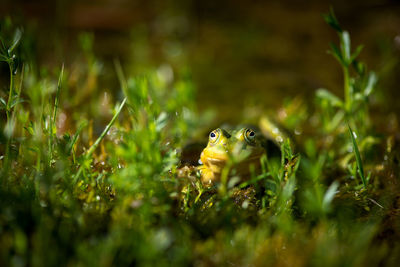 Close up of green frog, beautiful nature of latvia