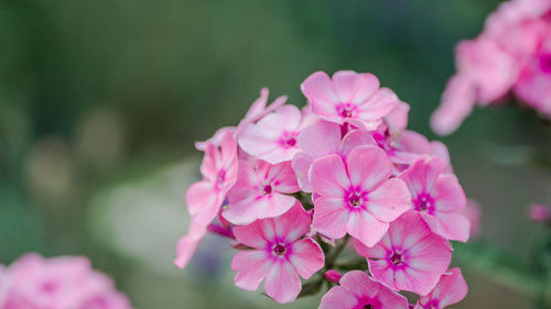 Close-up of pink flowering plants in park