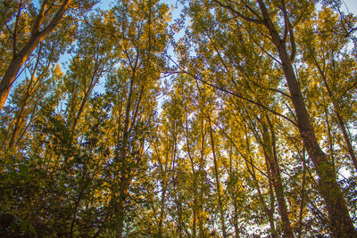 Low angle view of trees in forest during autumn