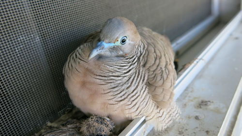 Close-up of parrot in cage