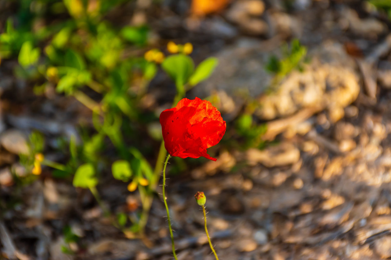 CLOSE-UP OF RED POPPY IN FIELD