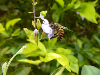 Close-up of bee pollinating on purple flower