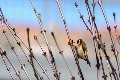 Close-up of bird perching on tree against sky