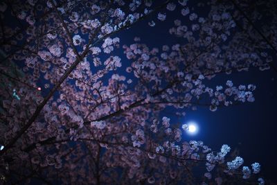 Low angle view of cherry blossom tree at night