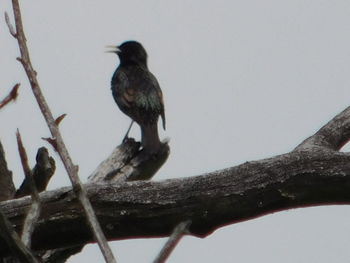 Low angle view of birds perching on tree