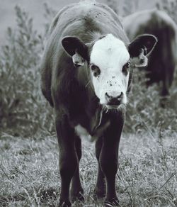 Portrait of a horse on field