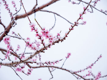 Low angle view of cherry blossom