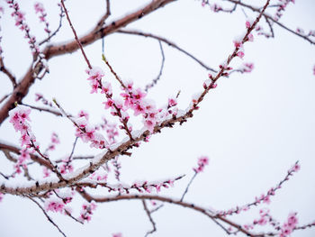 Peach flowers in bloom in the japanese spring after a sudden and rare snowstorm.