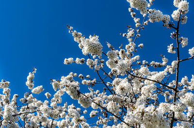 Low angle view of cherry blossom tree against blue sky