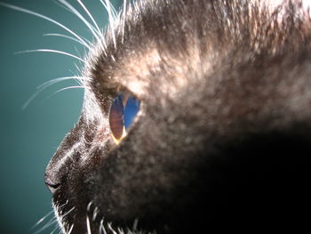 Close-up of cat