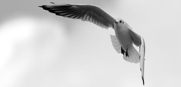 Low angle view of seagull flying in sky