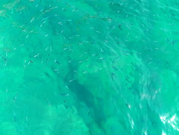 Full frame shot of swimming underwater