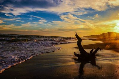 Driftwood at beach against sky during sunset