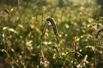 Close-up of a plant