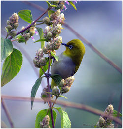 Close-up of bird perching on tree