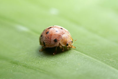 Close-up of insect on leaf