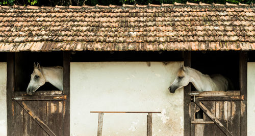 View of horses in stable