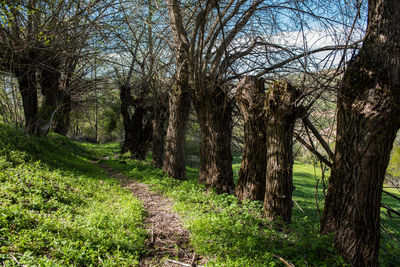 Trees growing in forest