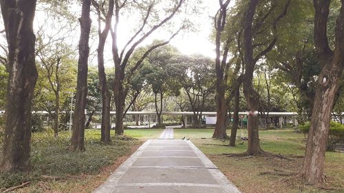 Trees in park