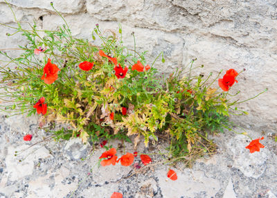 Close-up of red flowers