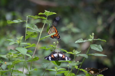 Close-up of butterfly on plant