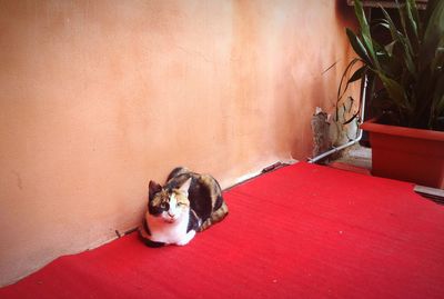 Portrait of cat relaxing on red wall