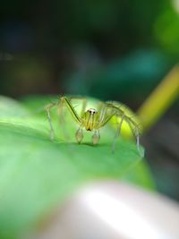 Close-up of insect on leaf