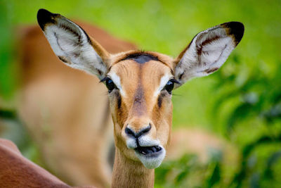 Portrait of antelope standing outdoors