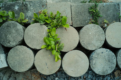 Close-up of plants