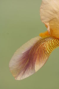 Close-up of flower against blurred background