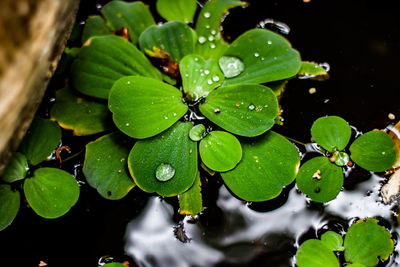 High angle view of raindrops on leaves