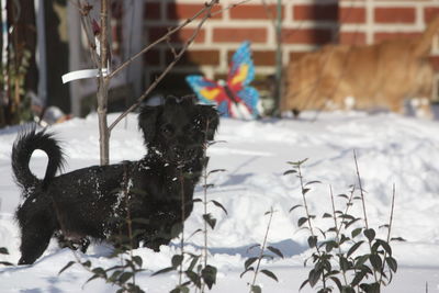 Dog on snow field