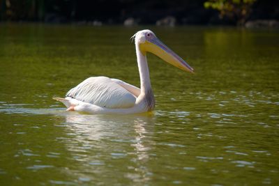 Duck swimming in lake