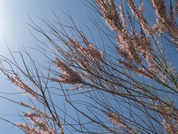 Low angle view of tree against sky