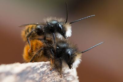 Close-up of insect
