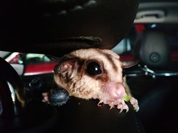 Close-up of dog in car