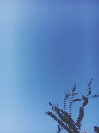 Low angle view of plant against clear blue sky