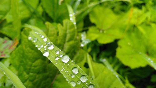 Close-up of water drops on leaves during rainy season