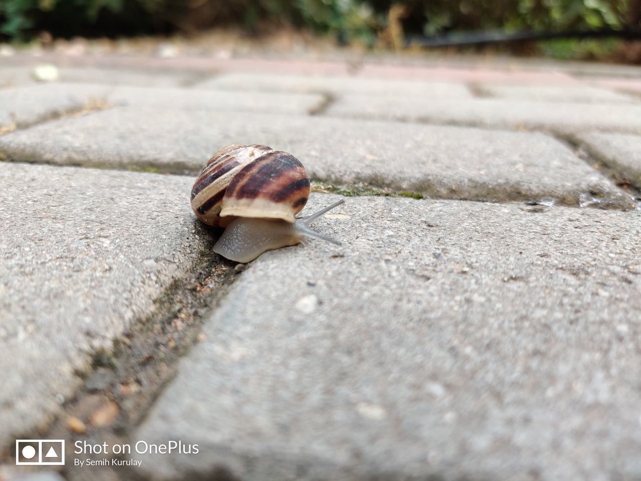 SURFACE LEVEL OF SNAIL ON GROUND