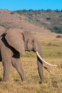 The african bush elephant