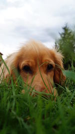 Close-up portrait of dog on field against sky