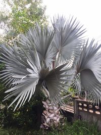 Close-up of flower plant