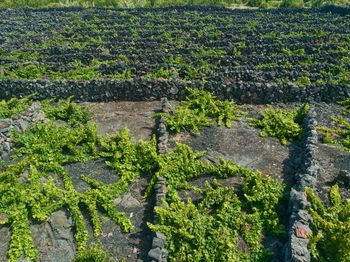 High angle view of trees growing on field