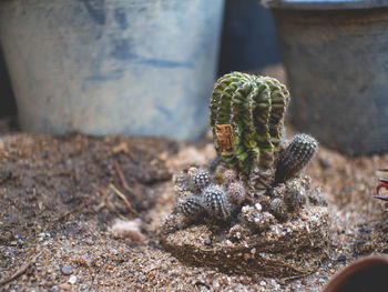 Close-up of cactus plant